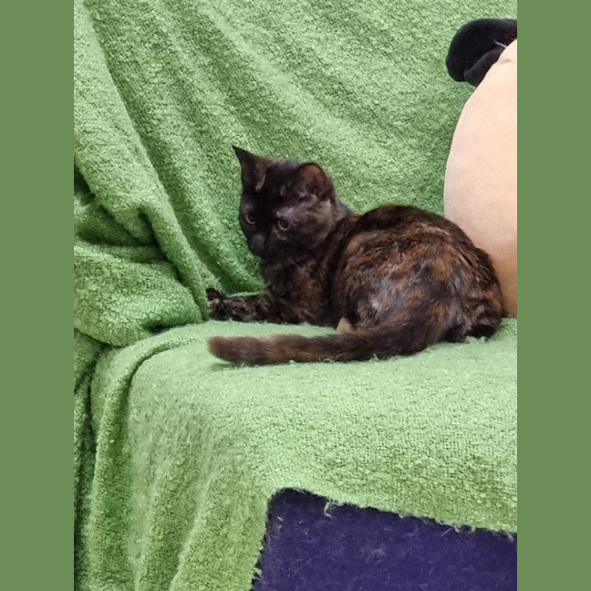 Photo of Titania