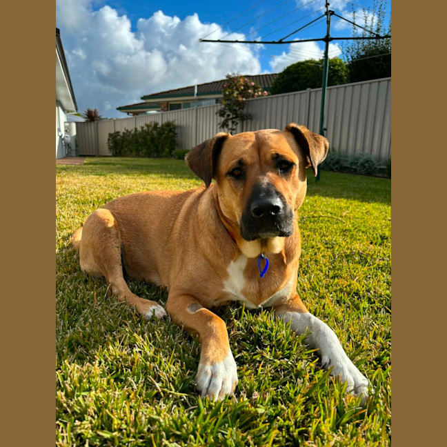 Photo of Brandi   3 Year Old Staffy X Shar Pei