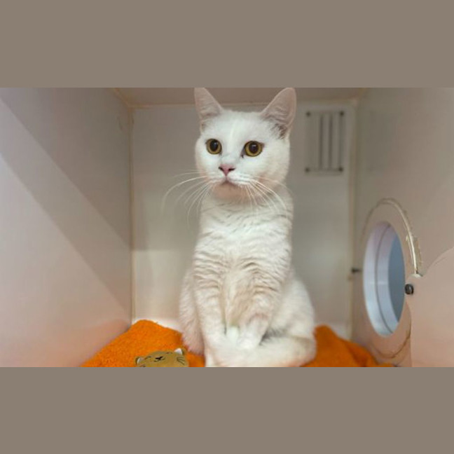 Photo of Daisy