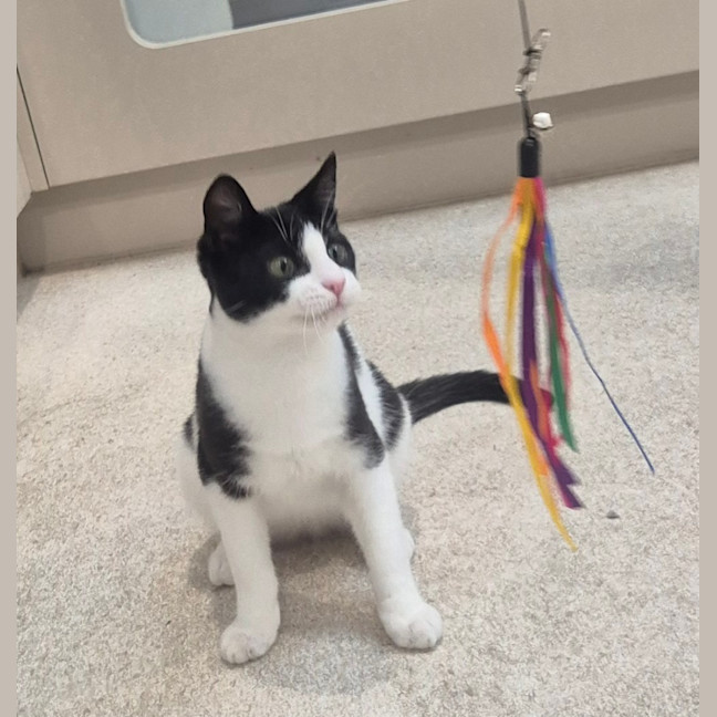 Photo of Bromley (9081)