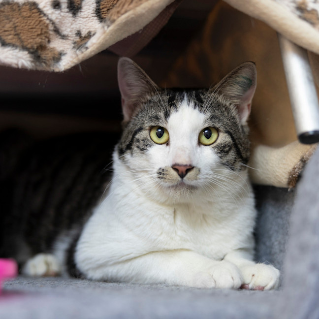 Photo of Little Bear