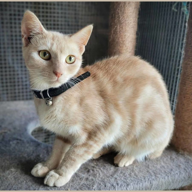 Photo of Tempest 