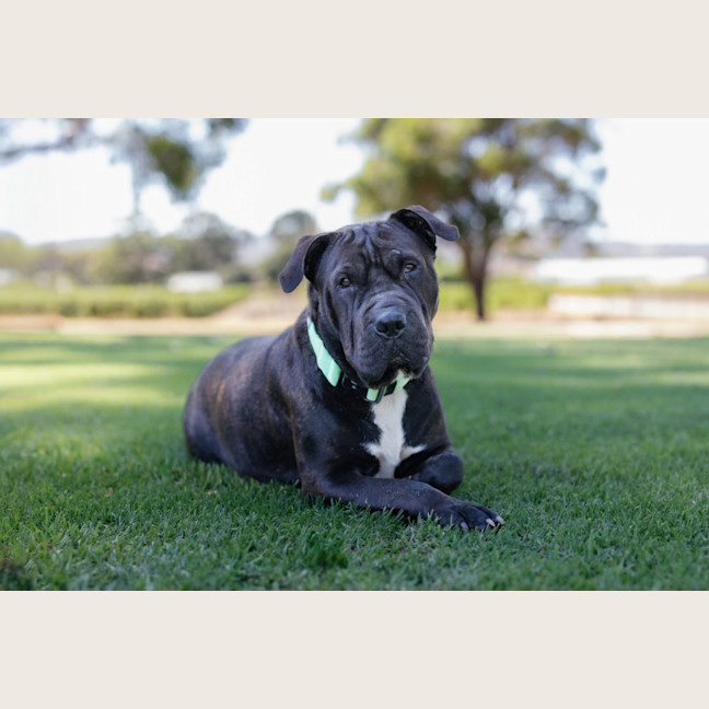 Photo of Athena 