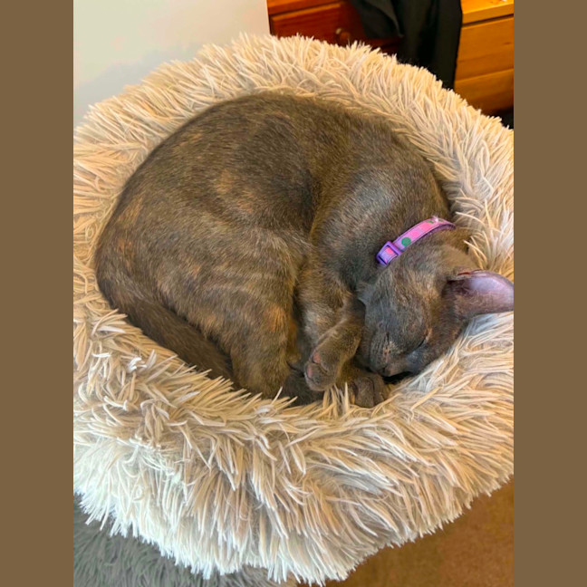 Photo of Nova 