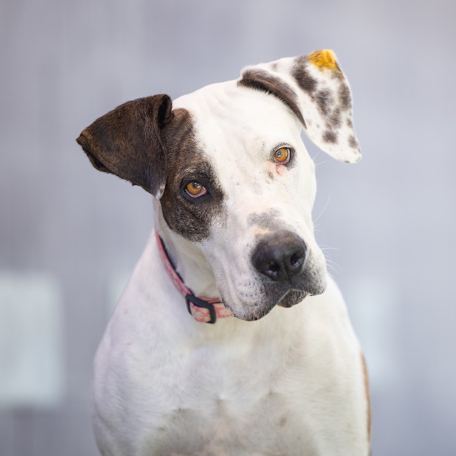Photo of Roxy
