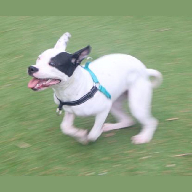 Photo of Daisy