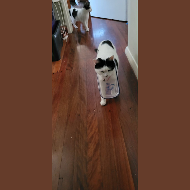 Photo of Kiki   2 Year Domestic Short Hair