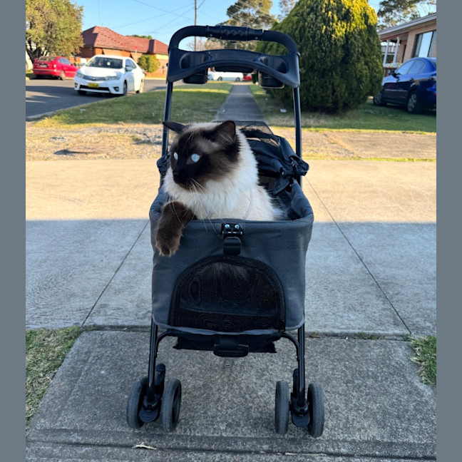Photo of Tobias (Assisted Rehome)