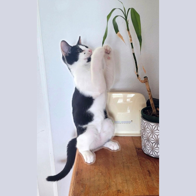 Photo of Manny And Munro