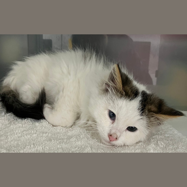 Photo of Kimba