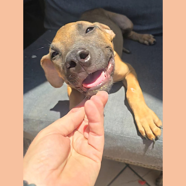 Photo of Theodore   16 Week Old Mixed Breed (Trial)