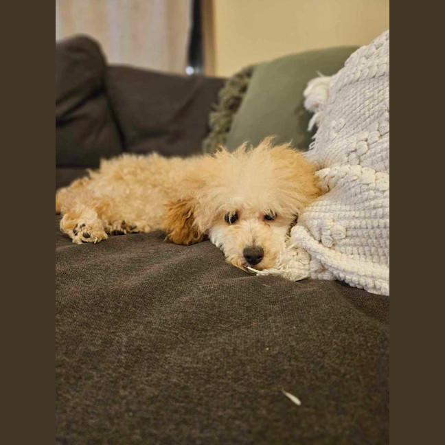 Photo of Sophia (Fifi)