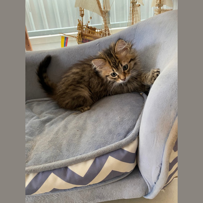 Photo of Coco