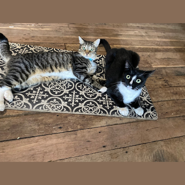 Photo of Bandit