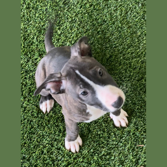 Photo of Poppy