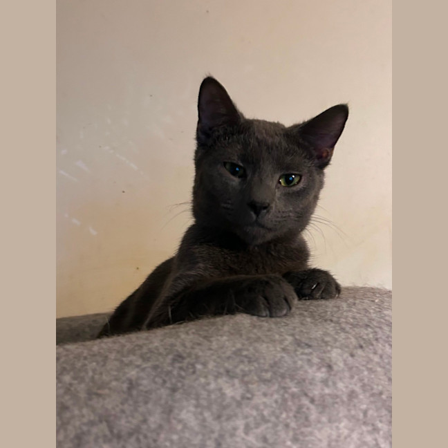 Photo of Merlin 