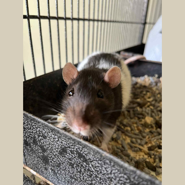 Photo of Iris & Beans