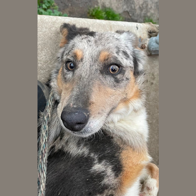 Photo of Lacey