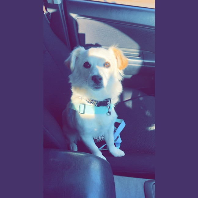 Photo of Whisky