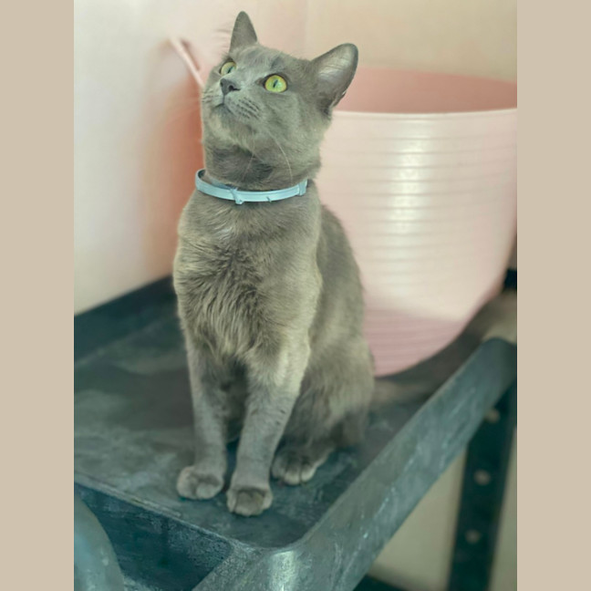 Photo of Memphis (9183)