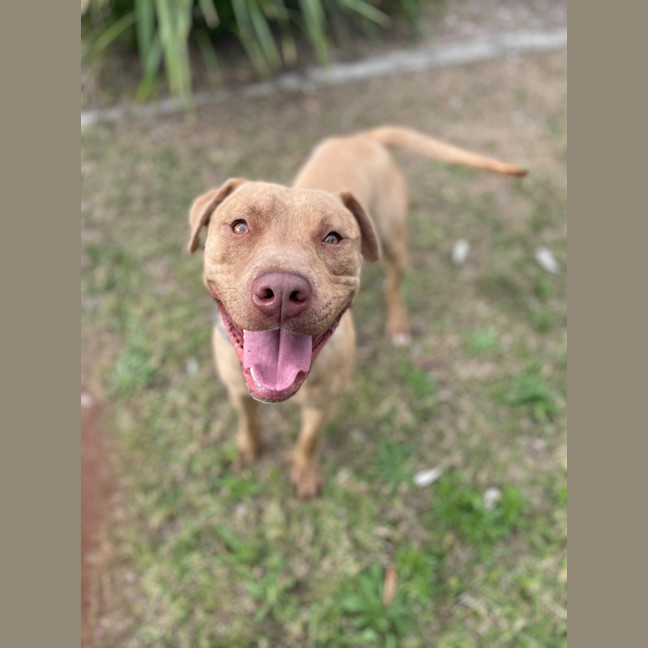 Photo of Whiskey (9989)