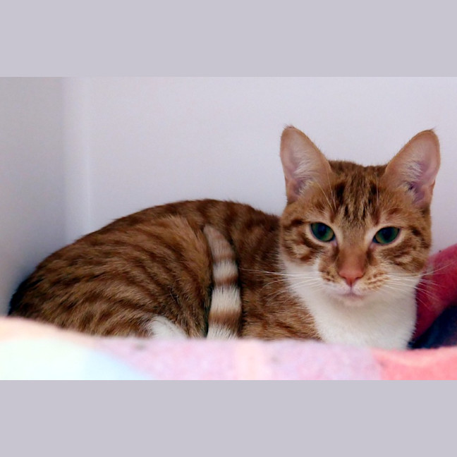 Photo of Tangerine Sta014522