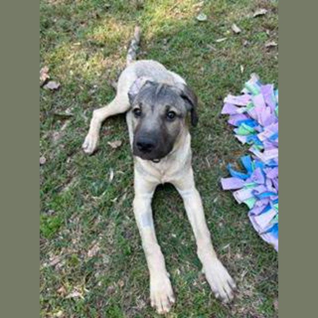 Photo of Bandit