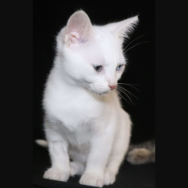 Photo of Snowy