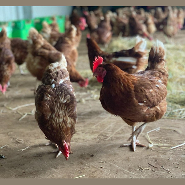 Photo of Cluckers