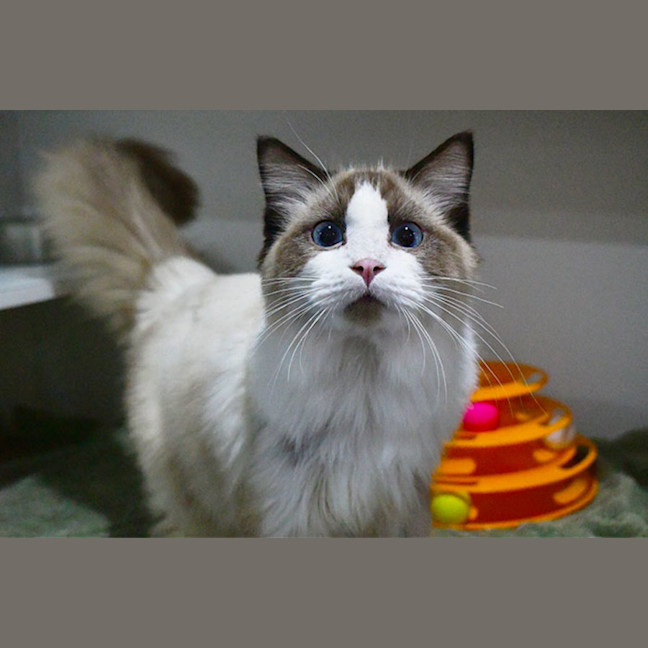 Photo of Mungojerrie