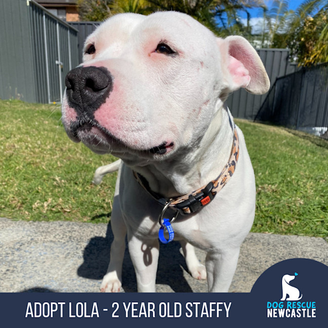 Photo of Lola   2 Year Old Staffy 