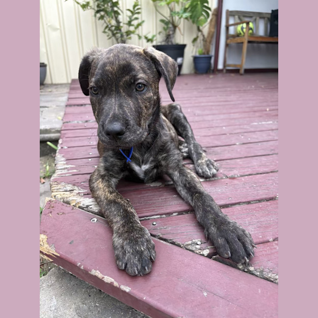 Photo of Rex   8 Week Old Mixed Breed (Trial 13/1/25)