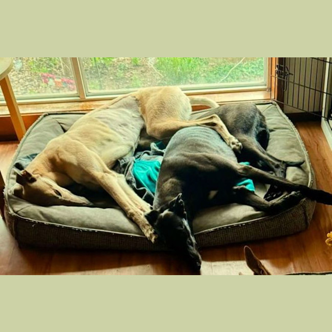 Photo of Koby, They Greyhound