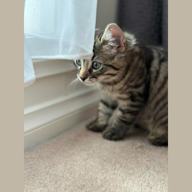 Photo of Dennis   In Foster Care In Greensborough