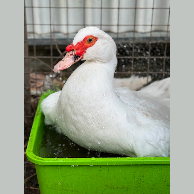 Photo of Duckleberry Finn