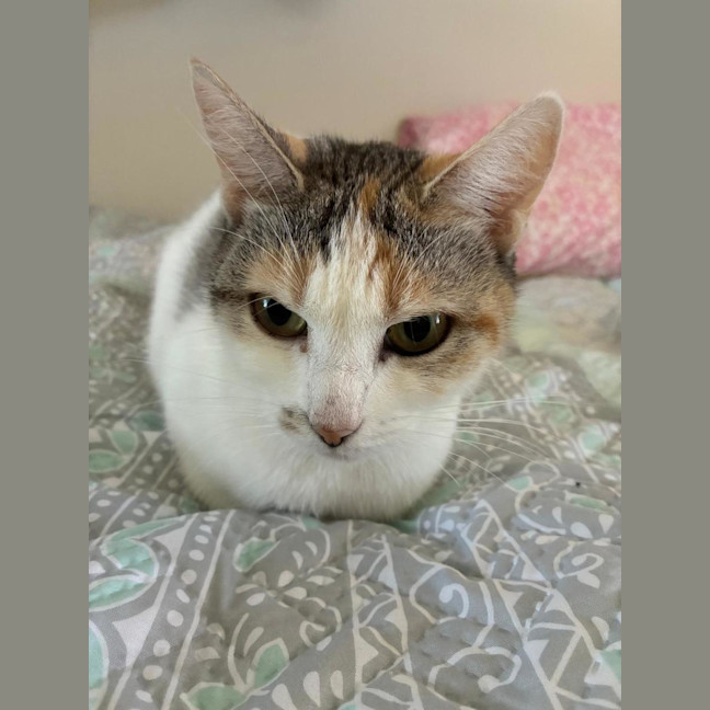 Photo of Daisy