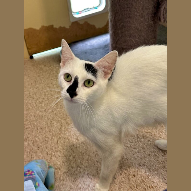 Photo of Patches