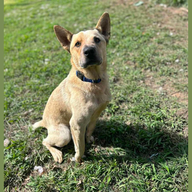 Photo of Buddy