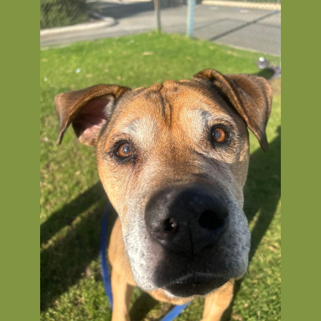 Photo of Bodhi