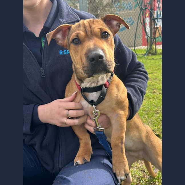 Photo of Scrappy Doo