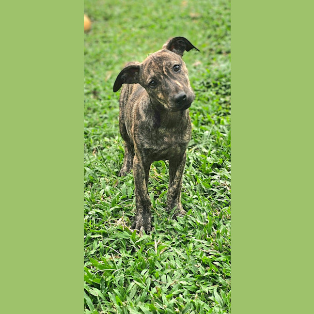 Photo of Siren