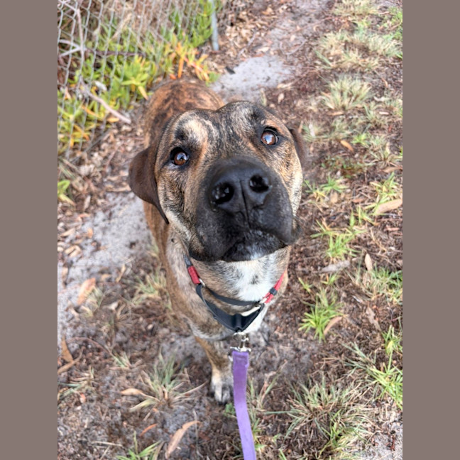 Photo of Ziggy