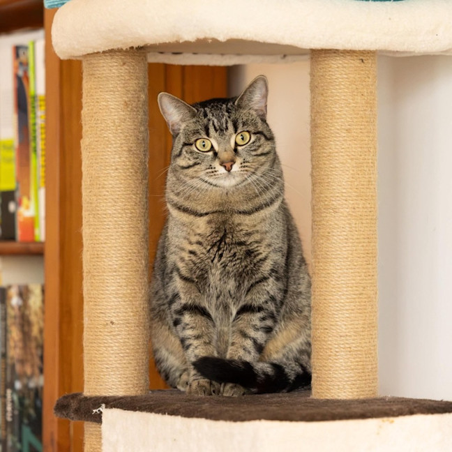 Photo of Marceline   In Foster Care In Preston