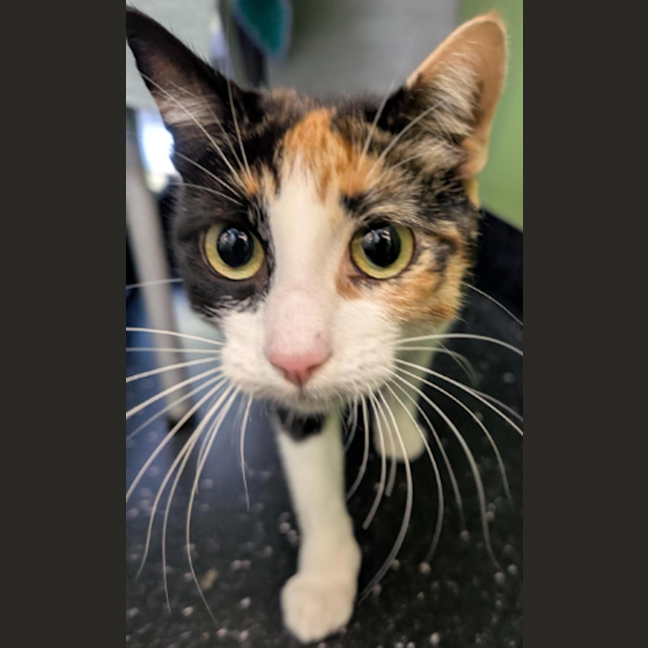 Photo of Divine Serpent Geh