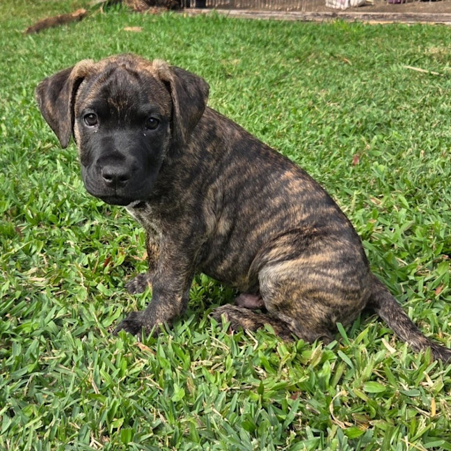 Photo of Percy