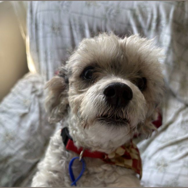 Photo of Bosley   5 Year Old Poodle