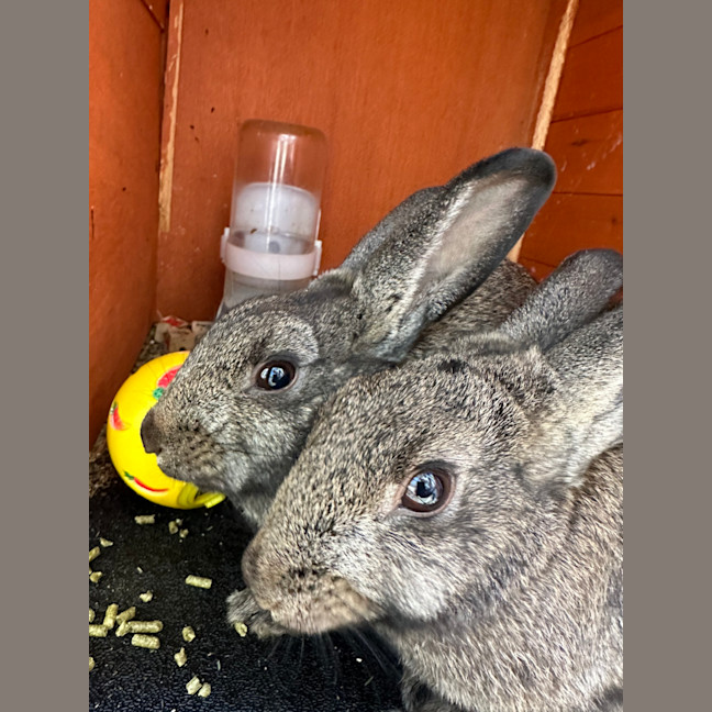 Photo of Simon & Theodore