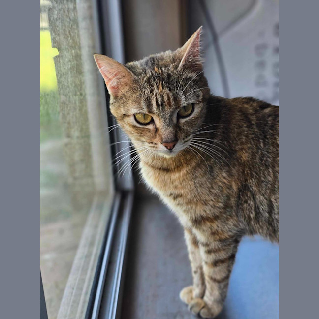 Photo of Willow