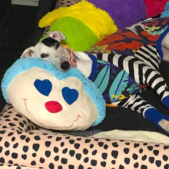 Photo of Eeyore
