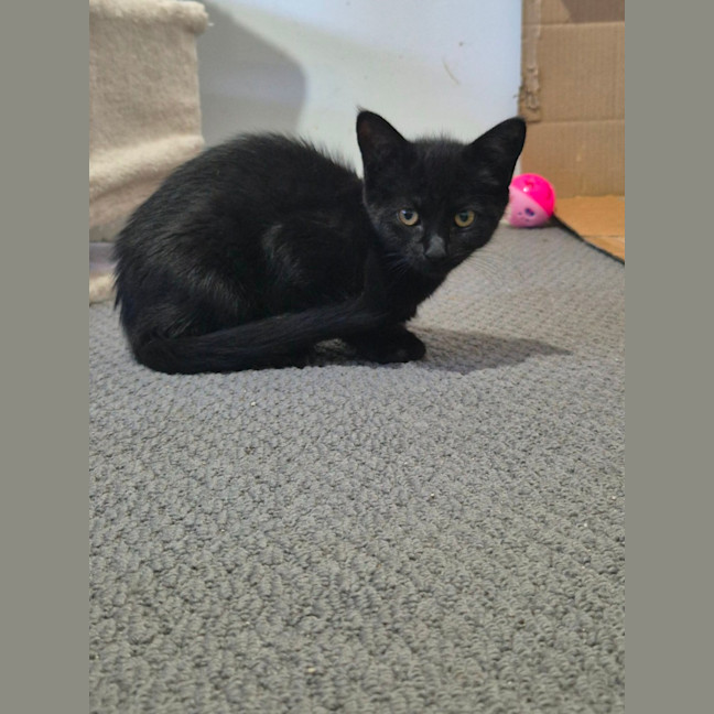 Photo of Whiskerella